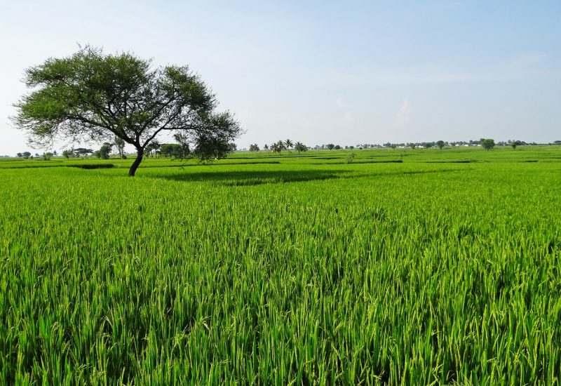rice-fields-204139_1280