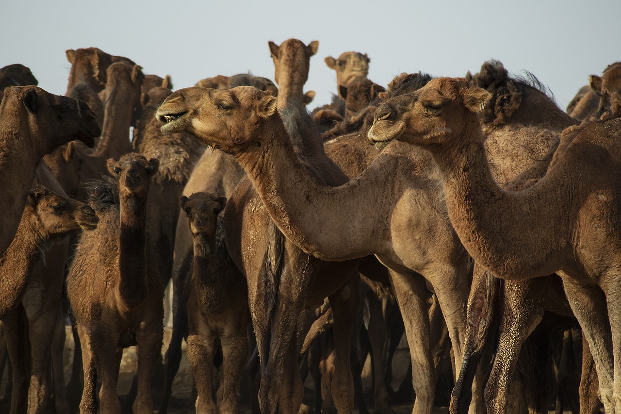 camels-6774540_1280